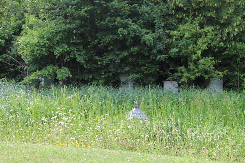 Arlington National Cemetery white headstones in rows with green lawn