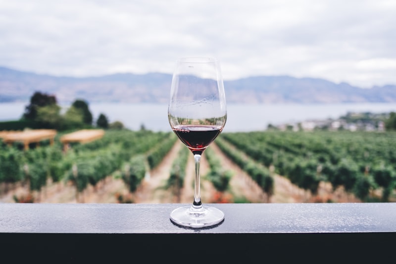 Vineyard rows in Chile Maipo Valley with Andes backdrop