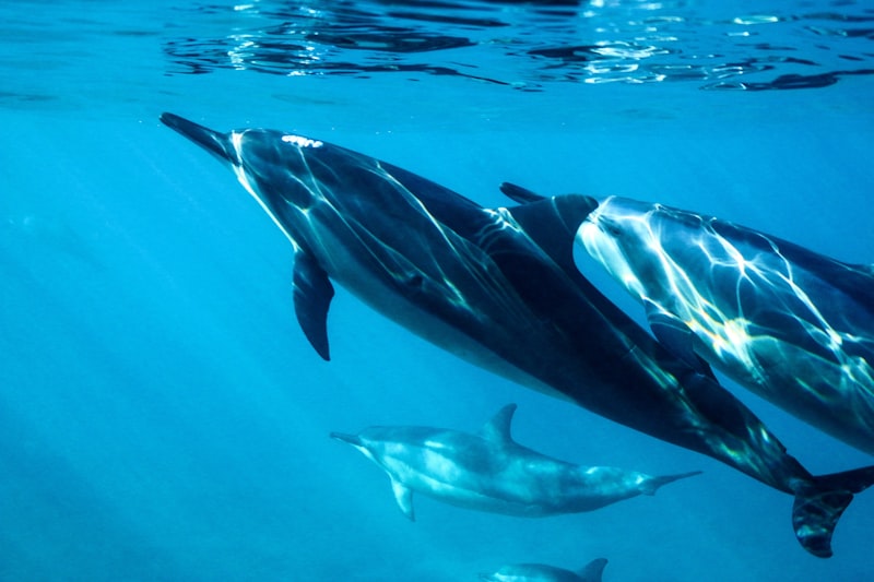 Dolphins swimming alongside boat in turquoise Atlantic water Algarve