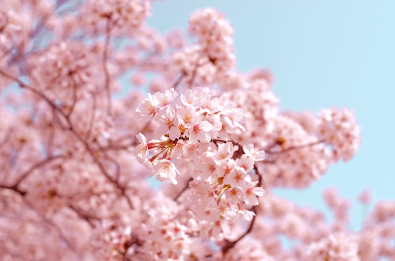 Cherry blossom trees in bloom at a Japanese park