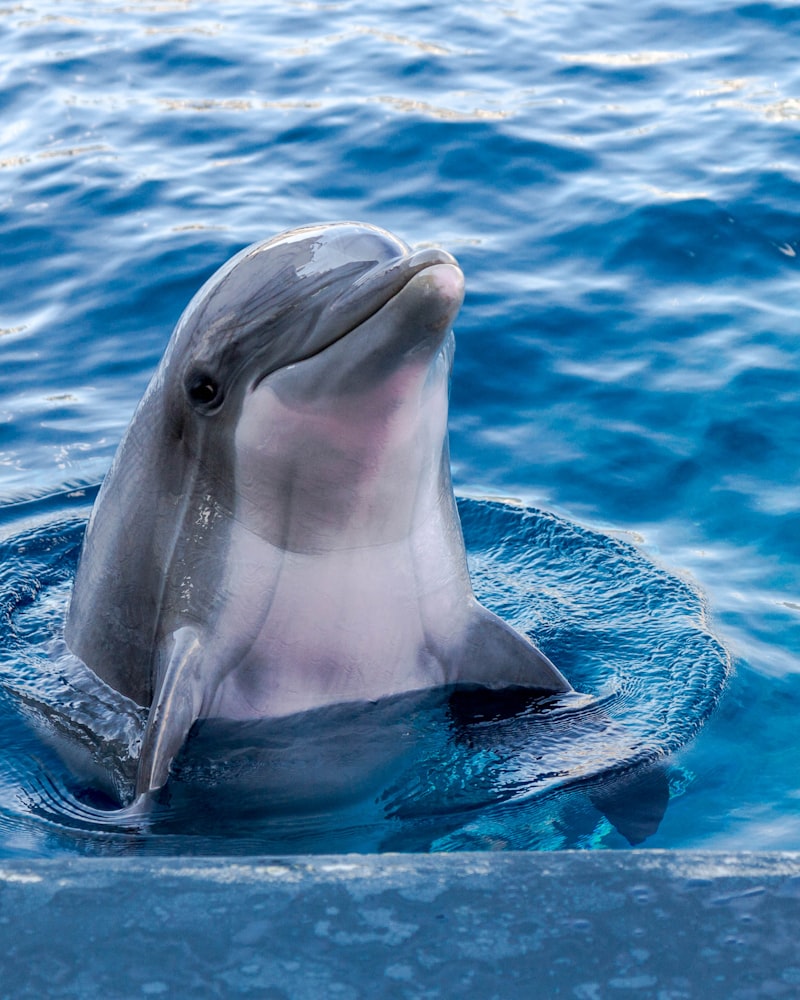 Spinner dolphins leaping near the Kona Coast