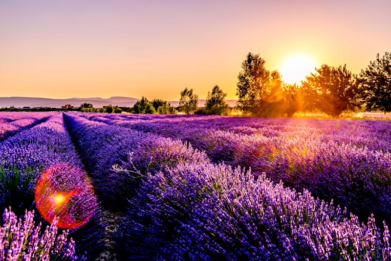 Purple lavender fields in full bloom on Hvar island hillside